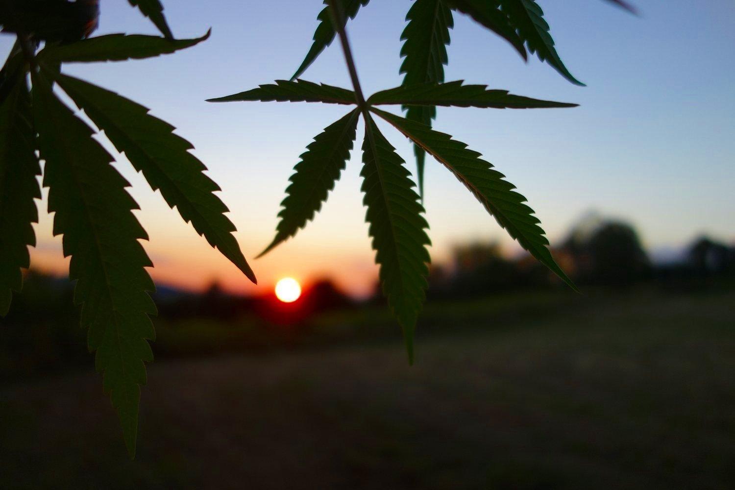 Cannabisblatt vor untergehender Sonne