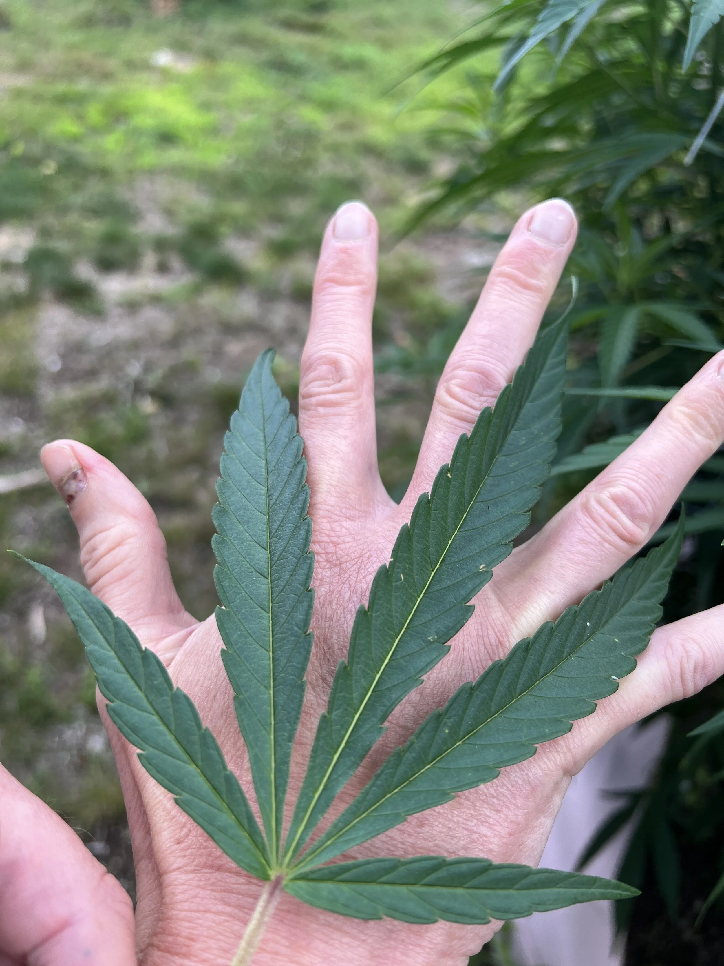 Big Leafing an der Cannabispflanze