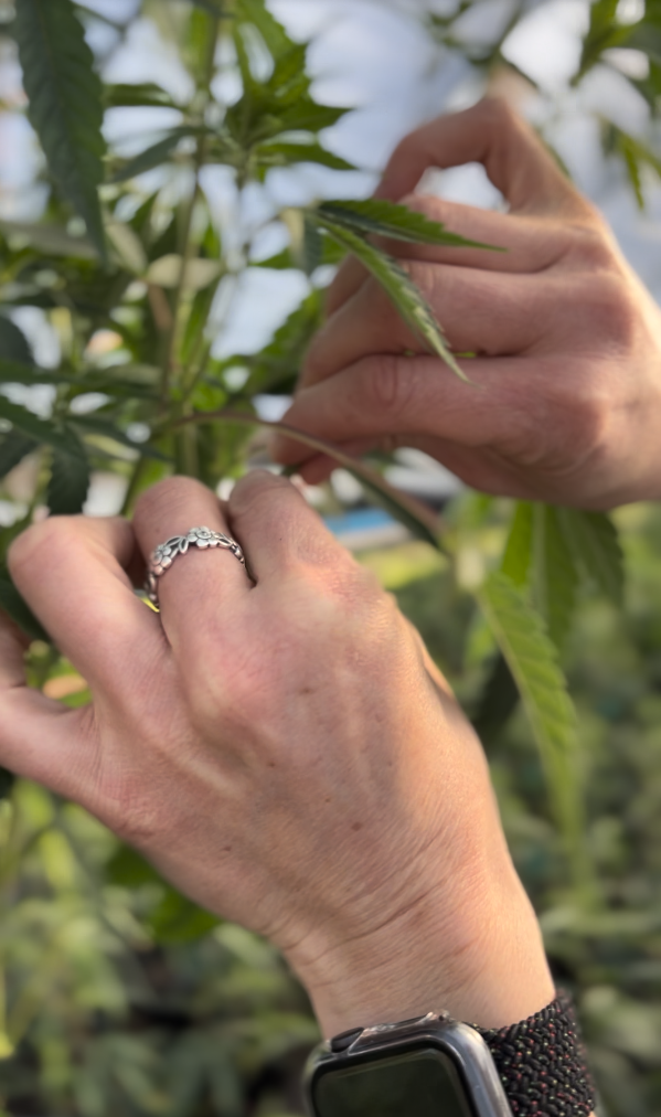 Die Cannabis Friseurin