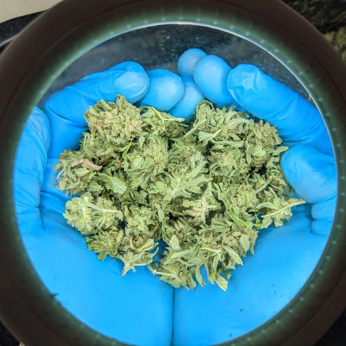 Cannabis Öl mit MCT Kokosöl und Sonnenblumen-Lecithin