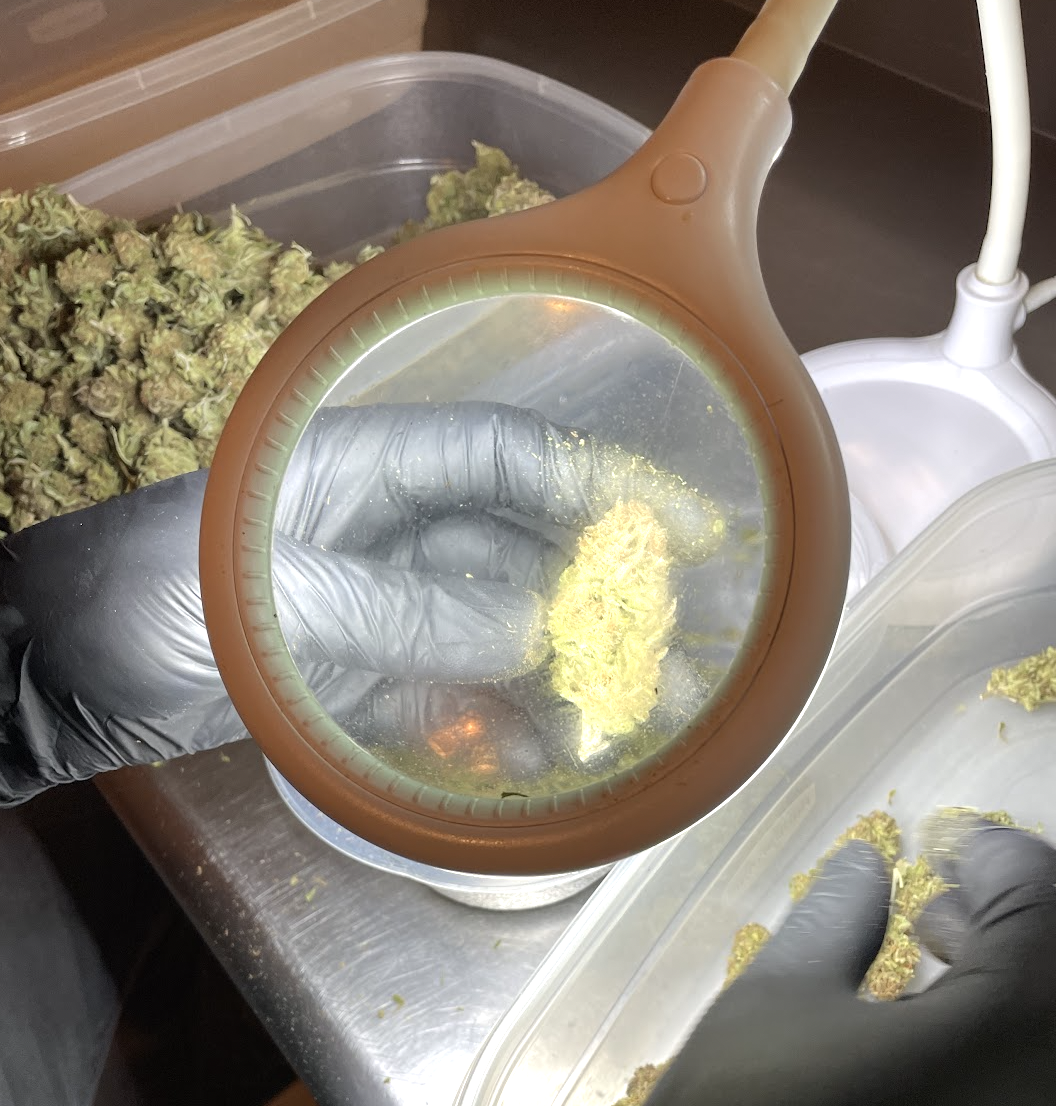 Wie stark ist mein Weed? Blüten & Hasch einschätzen – ohne Labor
