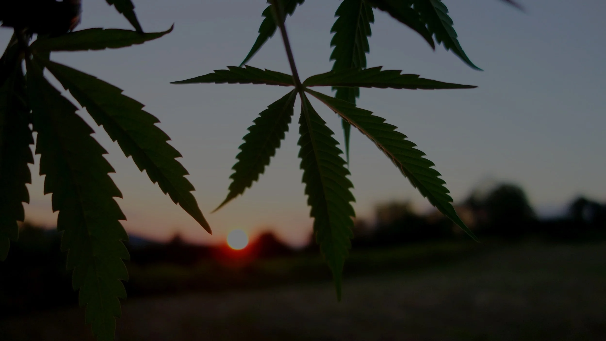 Cannabis-Feld bei Sonnenuntergang auf der Potfarm