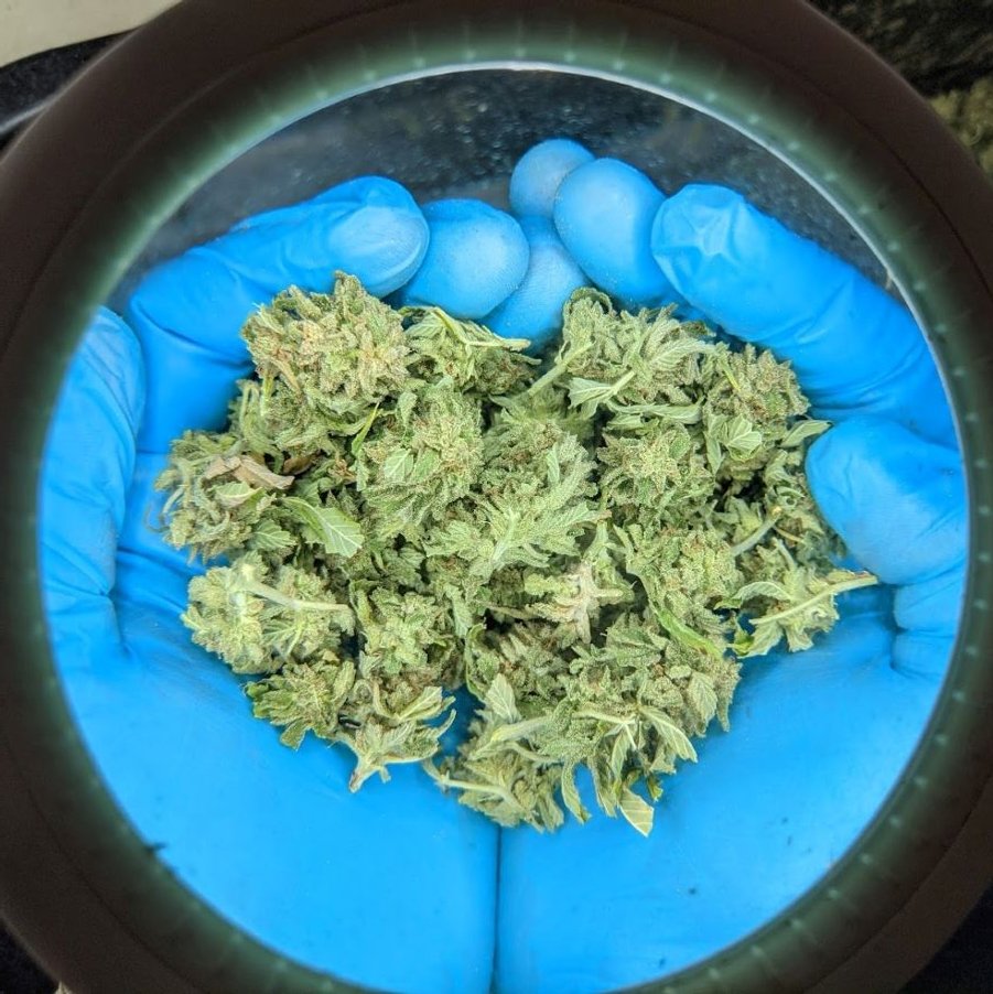 Cannabis decarboxylieren – So aktivierst du THC und CBD richtig
