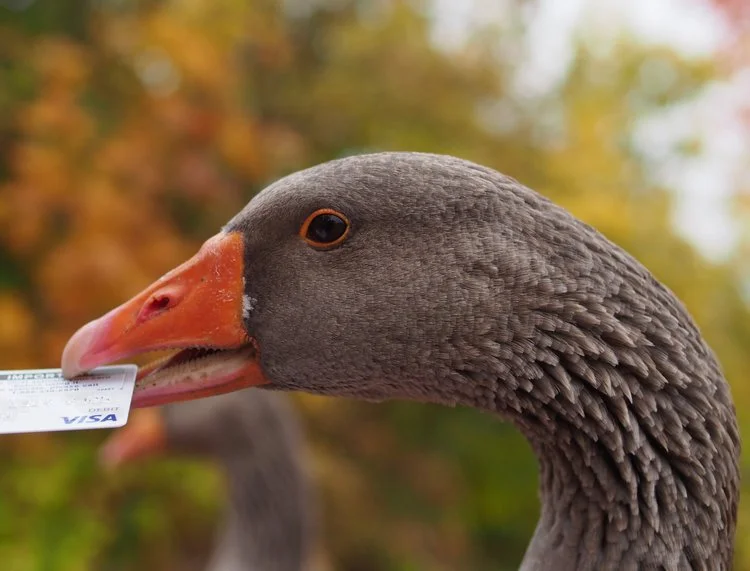 Eine Gans mit Kreditkarte auf der Potfarm