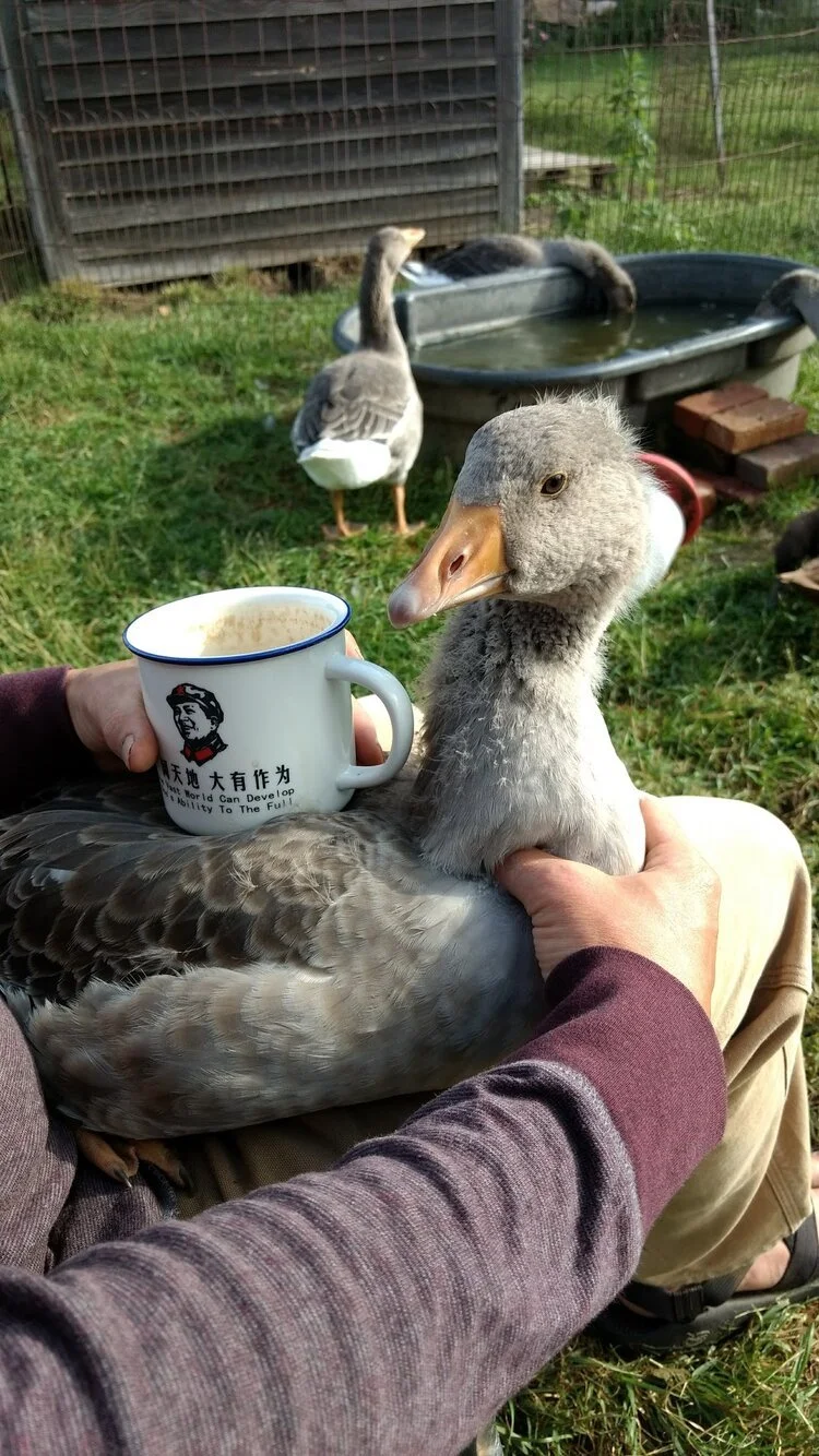 Eine Gans auf der Potfarm