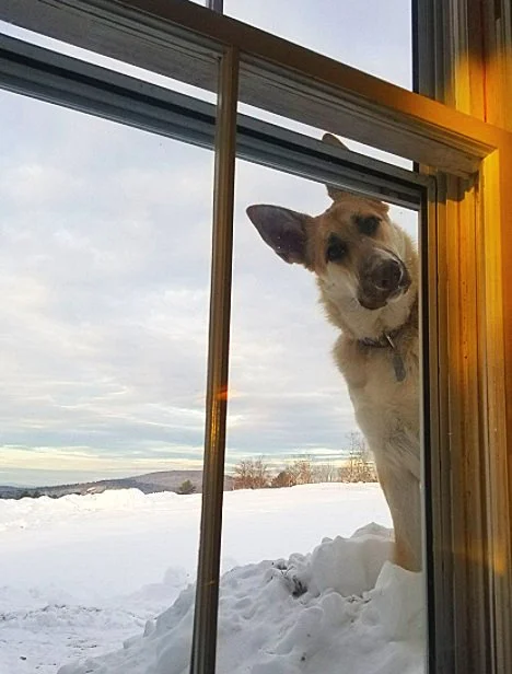 Ein Schäferhund schaut durchs Stallfenster auf der Potfarm