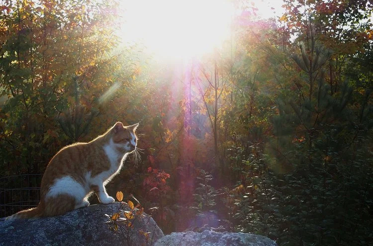 Eine Katze im herbstlichen Licht auf der Potfarm