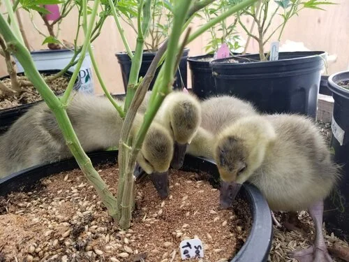 Küken auf der Potfarm