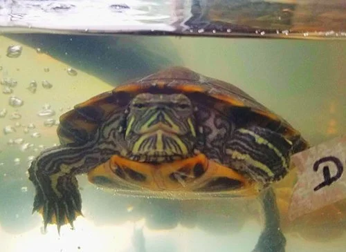 Schildkröte auf der Potfarm