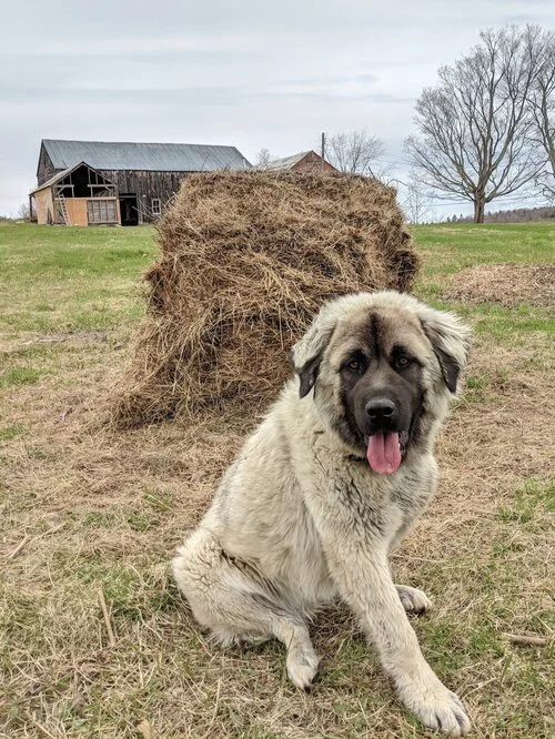 Wachhund Mimi auf der Potfarm