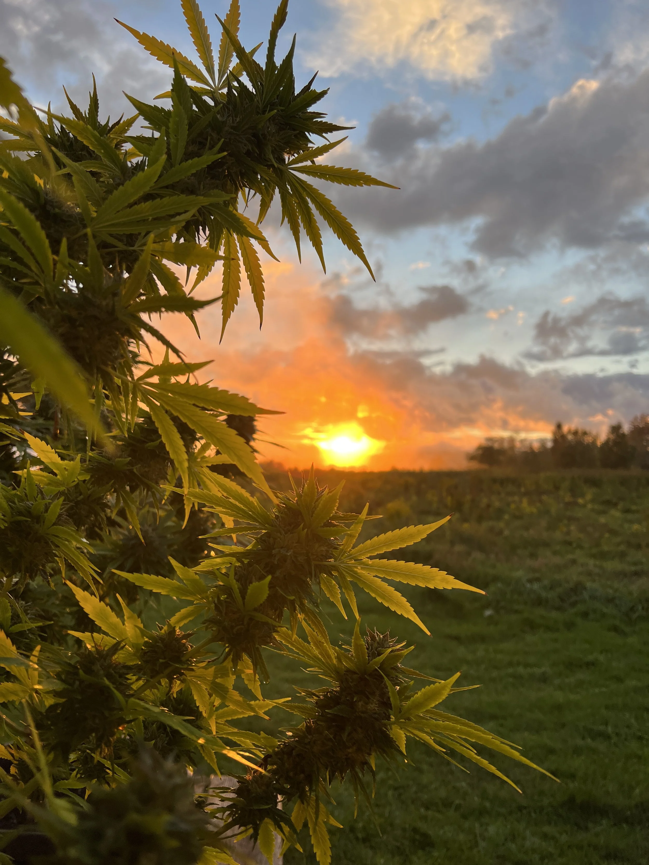 Cannabisanbau in Maine