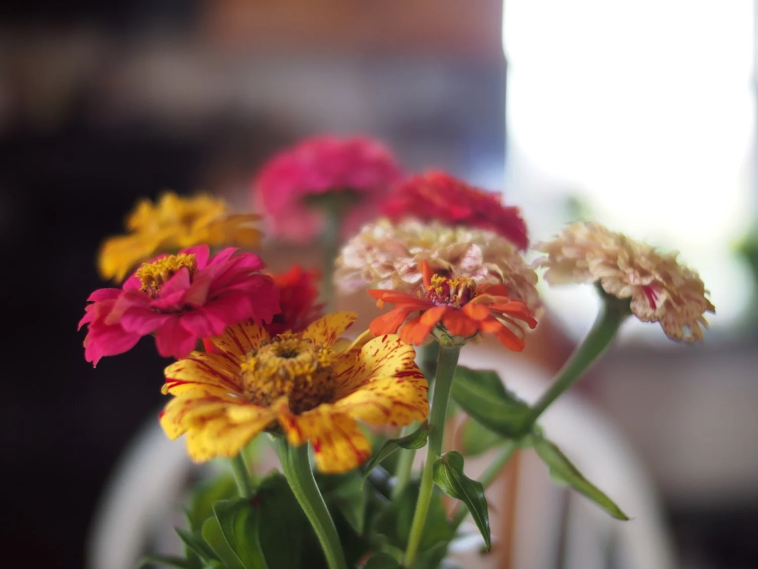 Bunte Blumen auf der Potfarm
