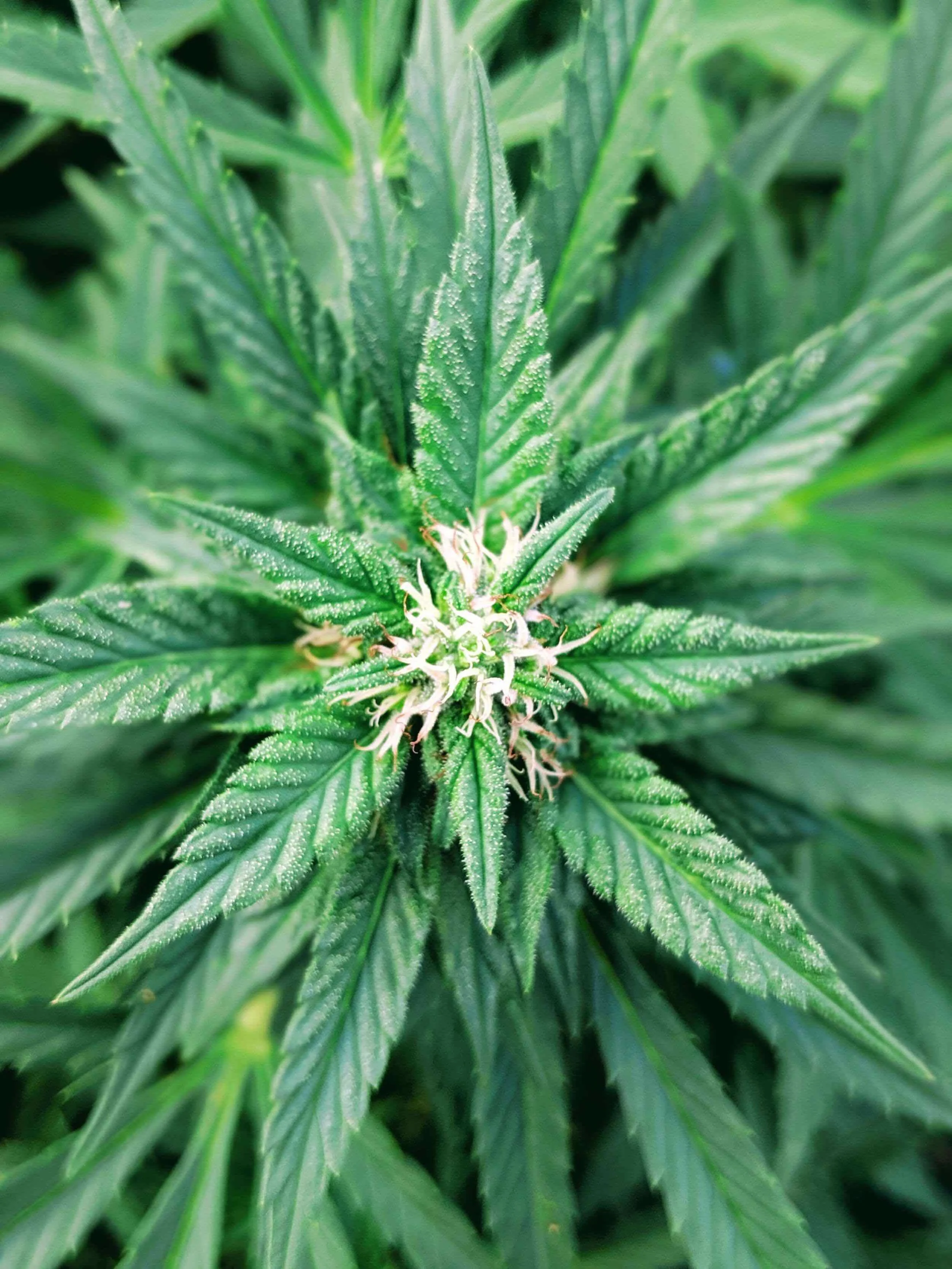 Cannabisblüte